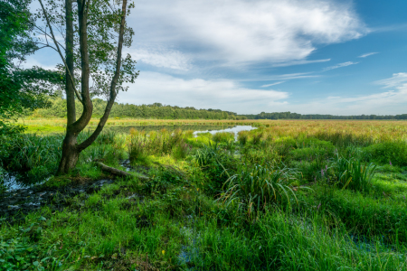 Bild-Nr: 12796941 Sumpf im Hervester Bruch in Dorsten Erstellt von: volker heide