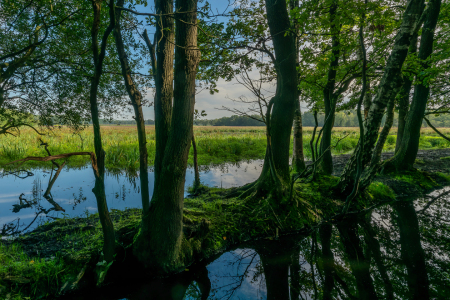 Bild-Nr: 12796946 Baumreihe im Sumpf Erstellt von: volker heide
