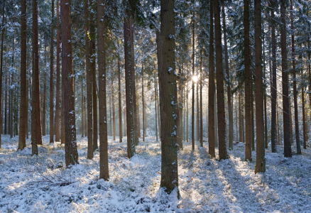 Bild-Nr: 12798088 Wald Winter Sonnenstrahlen Erstellt von: wompus