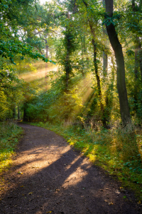 Bild-Nr: 12798443 Waldweg im Licht der Sonne Erstellt von: Martin Wasilewski