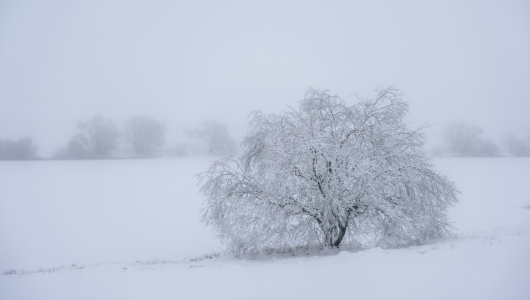 Bild-Nr: 12798773 Frostbaum Erstellt von: Steffen Henze