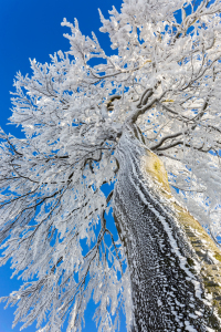 Bild-Nr: 12799848 Schneekrone Erstellt von: Daniela Beyer