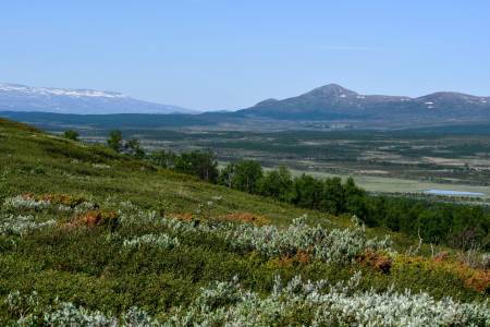 Bild-Nr: 12802642 Dovrefjell Erstellt von: Bettina Schnittert