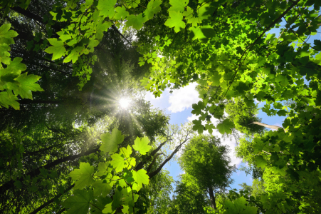 Bild-Nr: 12802654 Üppiges grünes Laub begrüßt die Sonne am Himmel Erstellt von: Smileus