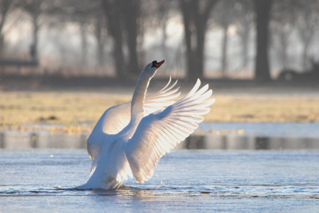 Bild-Nr: 12802961 Schwan am Tanzen Erstellt von: Tanja Riedel