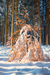 Bild-Nr: 12803817 verschneite Buche im Winterwald Erstellt von: SusaZoom