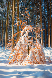 Bild-Nr: 12803817 verschneite Buche im Winterwald Erstellt von: SusaZoom