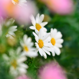 Bild-Nr: 12804610 Gänseblümchenblüten in Nahaufnahme mit Bokeh Erstellt von: Smileus