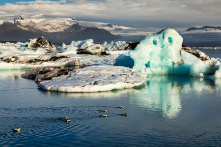 Bild-Nr: 12804686 Eiderenten vor Eislandschaft in Island Erstellt von: Daniela Beyer