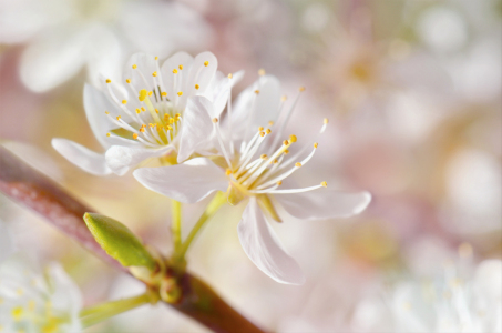 Bild-Nr: 12805169 Frühling Erstellt von: Atteloi