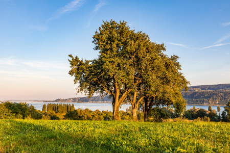 Bild-Nr: 12805191 Apfelbäume auf der Höri am Bodensee Erstellt von: dieterich