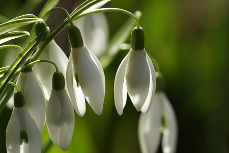 Bild-Nr: 12805433 Weiße Freude Erstellt von: youhaveadream