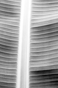 Bild-Nr: 12806332 Bananenblatt monochrome Erstellt von: Schwob