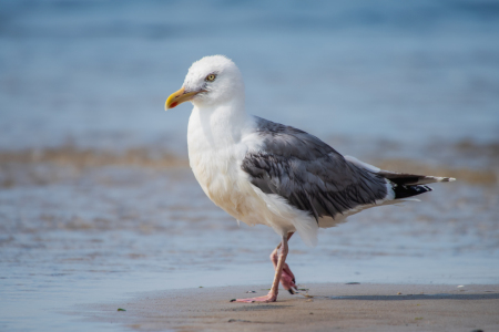 Bild-Nr: 12806377 Strand Läufer Silbermoewe Erstellt von: Tanja Riedel