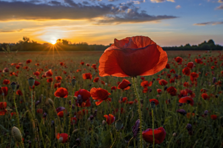 Bild-Nr: 12807568 Mohnfeld im Sonnenuntergang Erstellt von: Vossiem