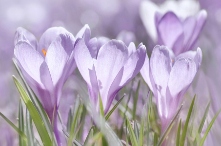 Bild-Nr: 12808570 Frühlingsblumen Erstellt von: Atteloi