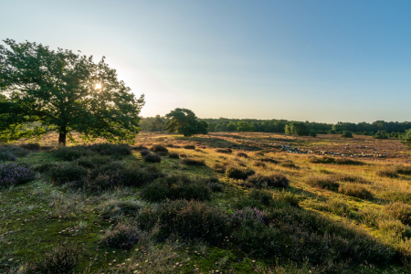 Bild-Nr: 12808798 Morgenstimmung in der Westruper Heide Erstellt von: volker heide