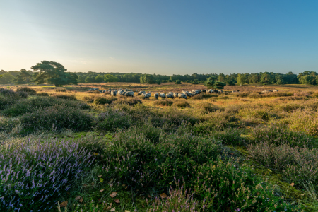 Bild-Nr: 12808800 Heidschnucken in der Westruper Heide Erstellt von: volker heide