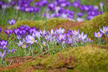 Bild-Nr: 12809478 Frühling Erstellt von: GUGIGEI