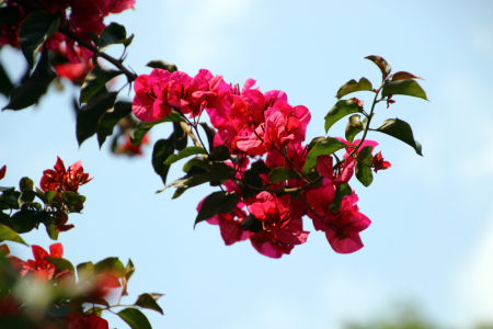 Bild-Nr: 12809631 Rhododendron  Erstellt von: Gerhard Albicker