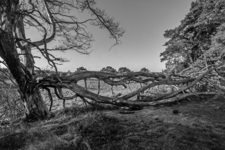 Bild-Nr: 12810703 Ausblick auf die Westruper Heide Erstellt von: volker heide