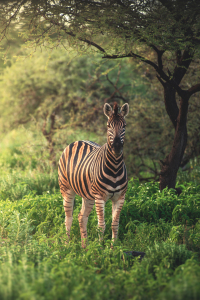 Bild-Nr: 12811069 Namibia Zebra in der grünen Etosha Pfanne Erstellt von: Jean Claude Castor