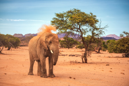 Bild-Nr: 12811075 Namibia Damraland Wüstenelefant Erstellt von: Jean Claude Castor