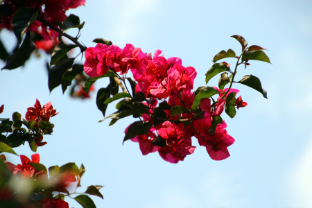 Bild-Nr: 12811270 Rhododendron neu Erstellt von: Gerhard Albicker