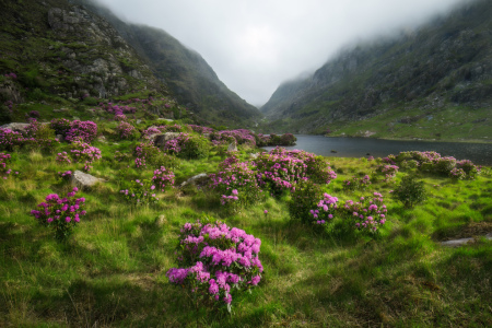 Bild-Nr: 12813567 Tal mit verwildertem Rhododendron  Erstellt von: Daniela Beyer