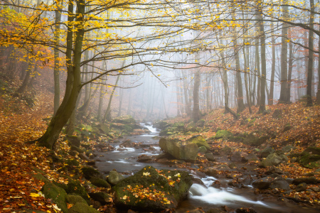 Bild-Nr: 12813569 Herbst im Ilsetal Erstellt von: Daniela Beyer