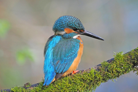 Bild-Nr: 12814229 Eisvogel Erstellt von: GUGIGEI