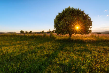 Bild-Nr: 12814409 Abendsonne in der Linde Erstellt von: Daniela Beyer