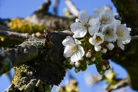 Bild-Nr: 12815017 erste Kirschblüten Erstellt von: Bettina Schnittert