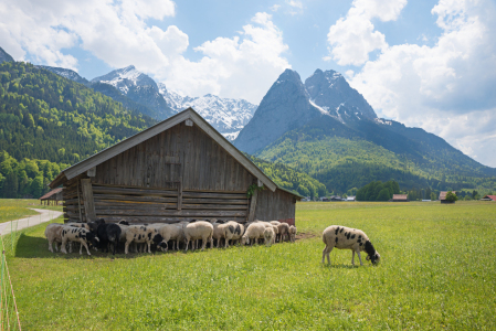 Bild-Nr: 12815079 Schafherde an der Hütte Erstellt von: SusaZoom