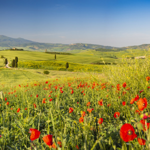 Bild-Nr: 12815583 Val d\'Orcia Erstellt von: Walter G. Allgöwer