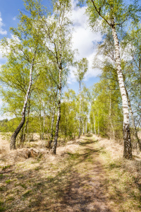 Bild-Nr: 12815763 Moorbirken im zarten Grün Erstellt von: Ursula Reins