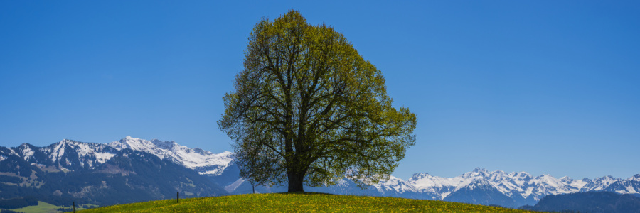 Bild-Nr: 12815924 Frühling im Oberallgäu Erstellt von: Walter G. Allgöwer