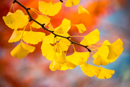 Bild-Nr: 12815955 Gelbe Ginkgo Blätter im Herbst Erstellt von: eyetronic
