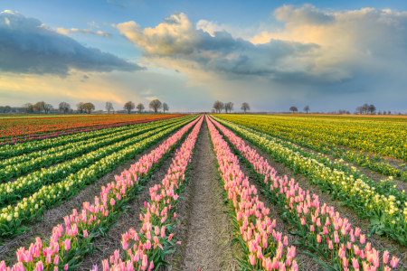 Bild-Nr: 12816184 Tulpenfeld in der Abendsonne Erstellt von: Michael Valjak