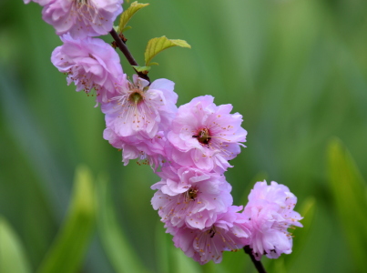 Bild-Nr: 12816493 Mandelblüte Erstellt von: GUGIGEI