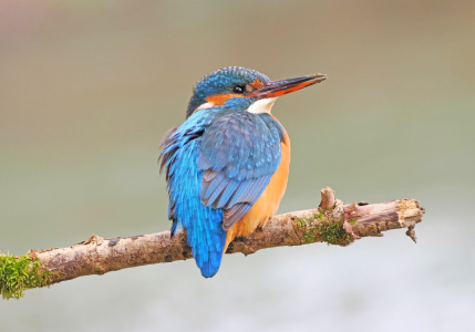 Bild-Nr: 12816529 Eisvogel Erstellt von: GUGIGEI