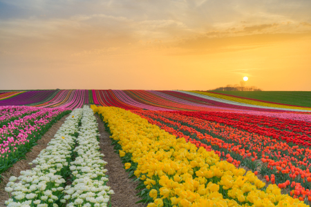 Bild-Nr: 12816588 Tulpenfeld bei Sonnenuntergang Erstellt von: Michael Valjak