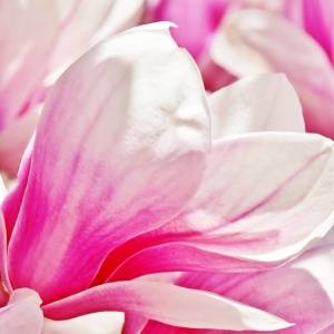 Bild-Nr: 12816633 Magnolie Erstellt von: Schwob