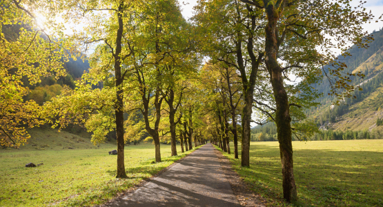 Bild-Nr: 12816850 Herbstliche Allee Erstellt von: SusaZoom