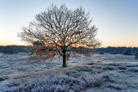 Bild-Nr: 12817047 An einem Neujahrsmorgen in der Heide Erstellt von: volker heide