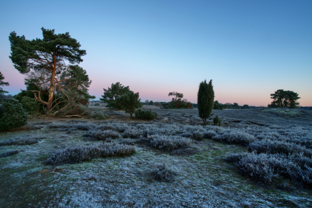 Bild-Nr: 12817050 Winterstimmung in der Westruper Heide Erstellt von: volker heide