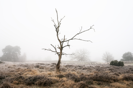 Bild-Nr: 12817183 Verborgen im Nebel Erstellt von: volker heide