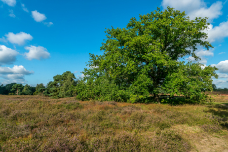 Bild-Nr: 12817184 Baumreihe in der Westruper Heide Erstellt von: volker heide