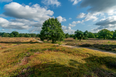 Bild-Nr: 12817185 Wanderweg durch die sommerliche Heide Erstellt von: volker heide