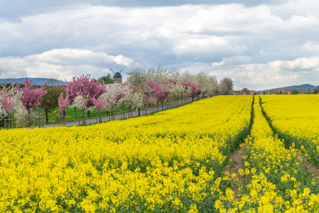 Bild-Nr: 12817207 Rapsfelder im Frühling Erstellt von: Steffen Gierok